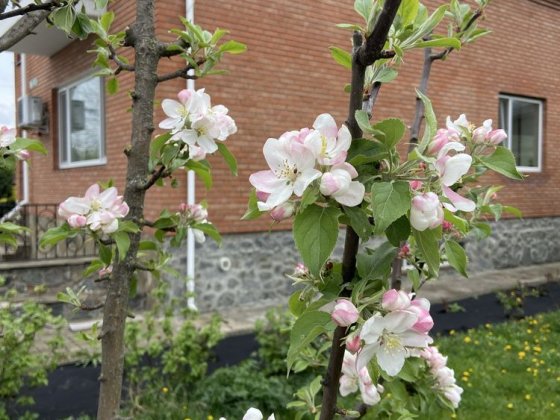 Оренда будинку довгострокова з 3.05.26 Шепетівка