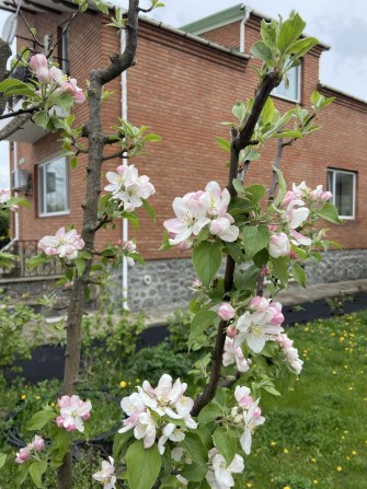 Оренда будинку довгострокова з 3.05.26 - фото 1