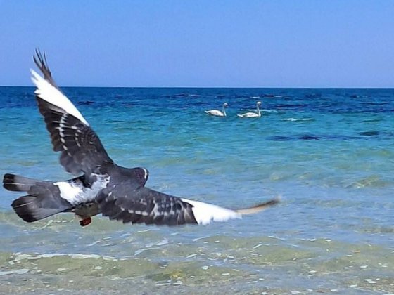 Сдам Дом на  летн й сезон(13 ст.Фонтана,пляж Ривьера,можно помесячно ) Одесса