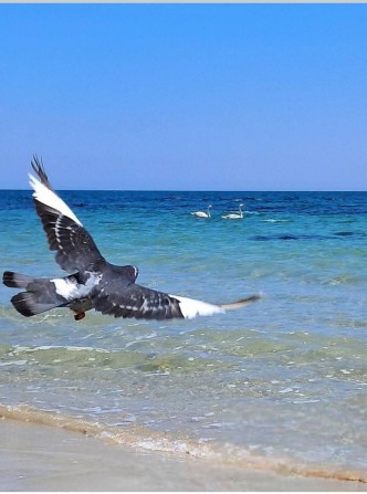 Сдам Дом на  летн й сезон(13 ст.Фонтана,пляж Ривьера,можно помесячно ) - фото 1