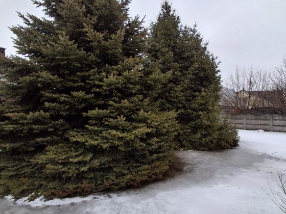 Сдам большой дом Єлизаветівка