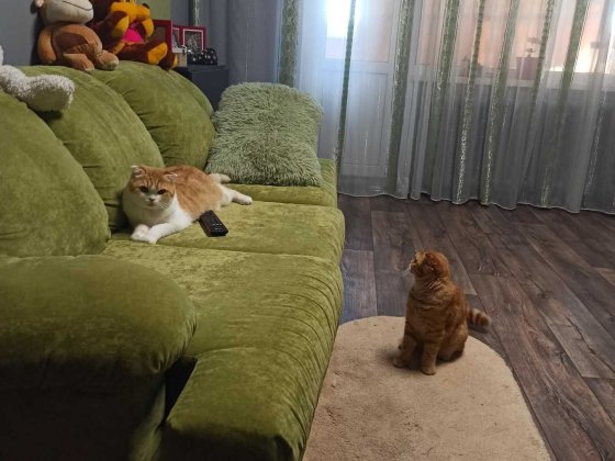 Здам 2 кімнатну квартиру для родини на вул.Олімпійська . Власник! Слов'янськ