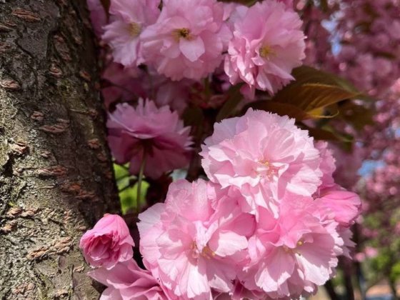 Два будинки на для двох сімей Мукачево