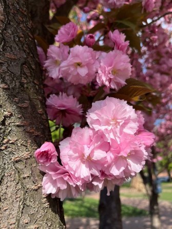 Два будинки на для двох сімей - фото 1