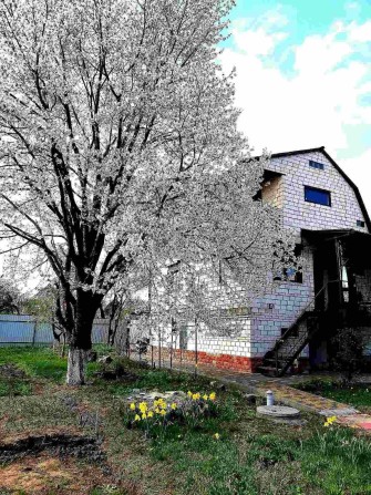 Продаєтся дача в кооперативі Авіатор.Біла Церква - фото 1