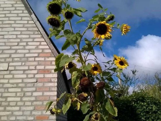 Нерухомість  дачний Луцьк