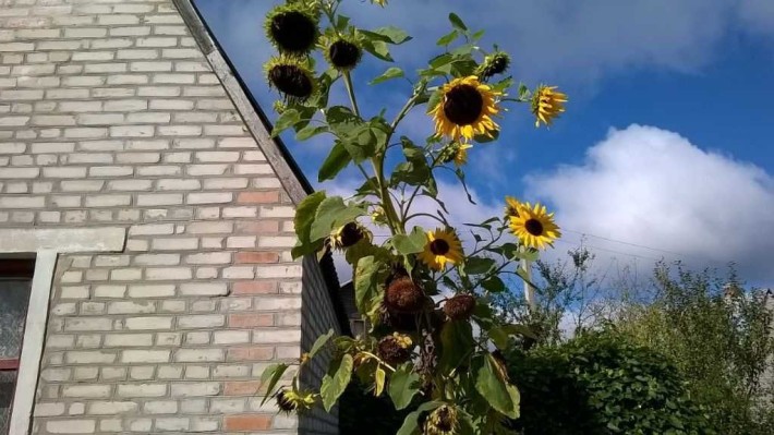 Нерухомість  дачний - фото 1