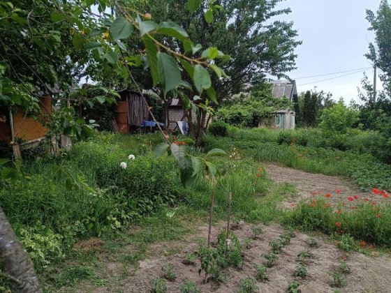 Продам дачу в с/т Ромашка вул. Михалевича Чернігів