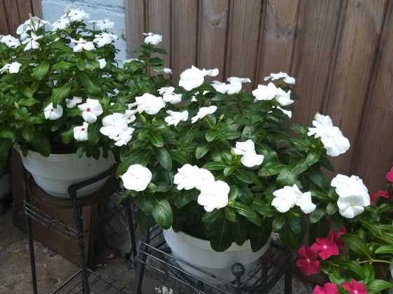 продам часть дома пл. Пушкина Запоріжжя