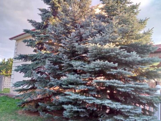 3-к котедж Київ, Дарницький, 1300 $/міс.