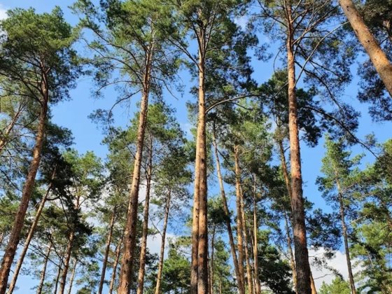Євро 3к де кухня 30м2 з РЕМОНТОМ вул  Університетська Ирпень