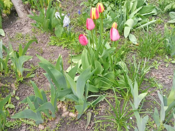 Гарний торг.Центр коло УМСА Полтава