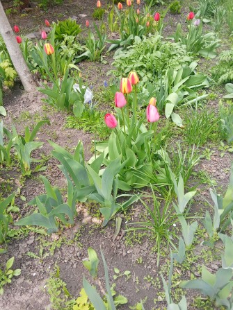 Гарний торг.Центр коло УМСА - фото 1