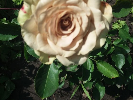 Сдам садовый участок. Кам'янське