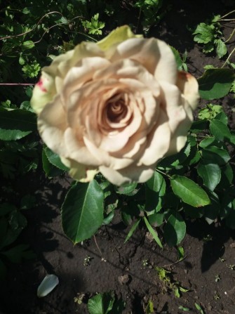 Сдам садовый участок. - фото 1