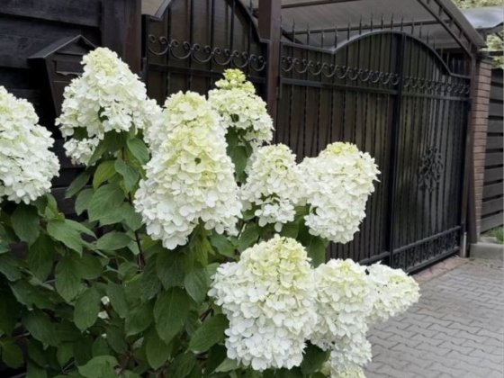 Оренда Дуплекса 120м2, Лісова Буча,Газ,Тиха вулиця, Ліс поруч Буча