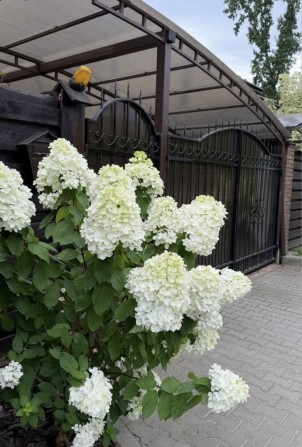 Оренда Дуплекса 120м2, Лісова Буча,Газ,Тиха вулиця, Ліс поруч - фото 1