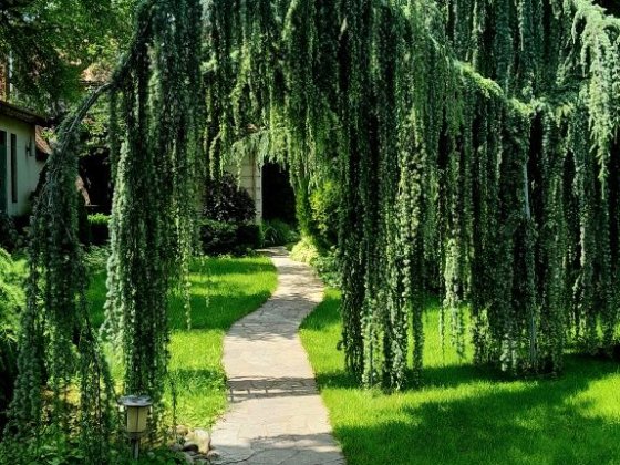 Аренда Дома район 13Фонтана Шикарный двор Сауна Бомбоубежище Море Одеса