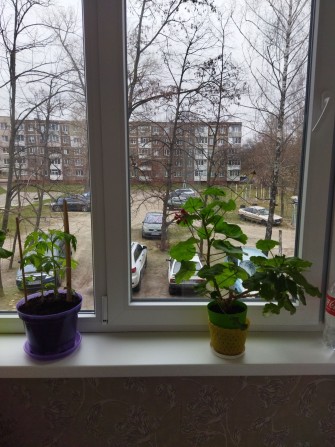 Здається 2-х на Космонавтів 1 на другому поверсі - фото 1