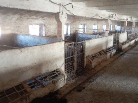 Здам в аренду свинарник 1100 м.кв Барашівка