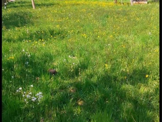 Продаж будинку + 2-й будинок + 20 соток землі | Великий Бичків, Закарпаття Великий Бычков