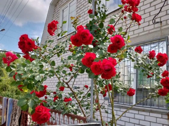 Дача в кременчуге,Озон 2 Кременчуг