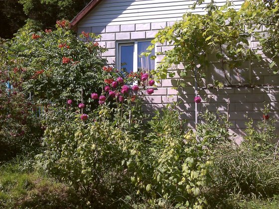Продам дачу в мальовнчому місці від власника. Суми