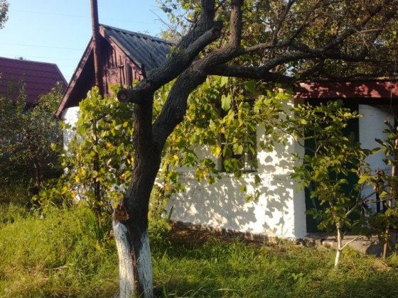 Дача в межах міста «Пролетарський гай», товариство «Садовод» Чернігів