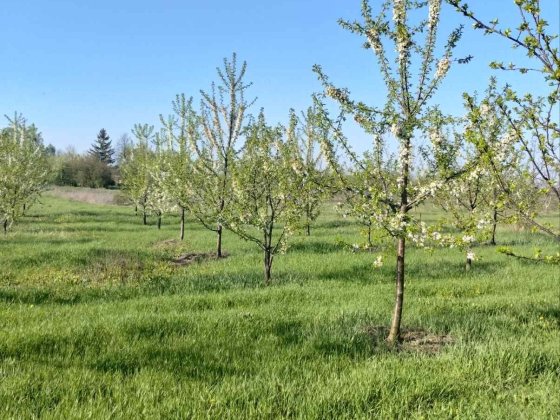Продам будинок в Олександрівці  з великим садом Бурынь