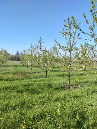 Продам будинок в Олександрівці  з великим садом - фото 1