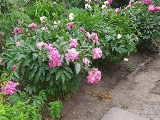 Аренда дома на Правом Запорожье