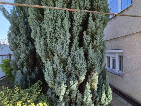Здається в оренду  Напівособняк  на любий термін Ужгород