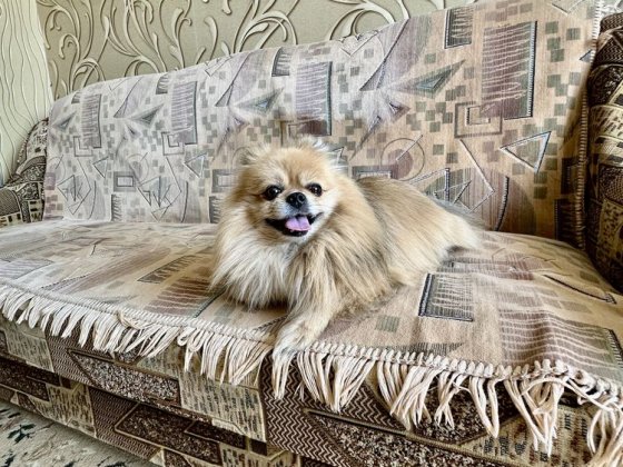 Сдам затишну квартиру pet-friendly Дніпро