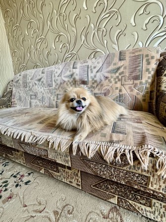 Сдам затишну квартиру pet-friendly - фото 1