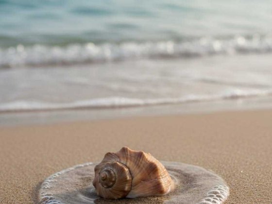 Продам курень 218 причал первая линия моря Крыжановка