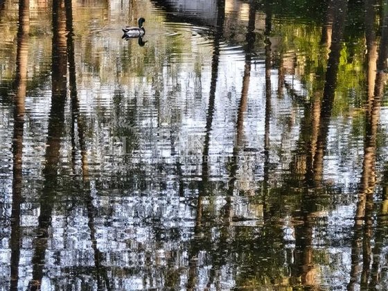 Будинок з виходом до води, Нижні сади, Дарницький р-н, Осокорки БЕЗ %