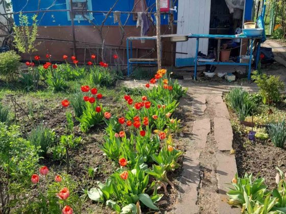 Продам ухоженную  дачу Кривий Ріг