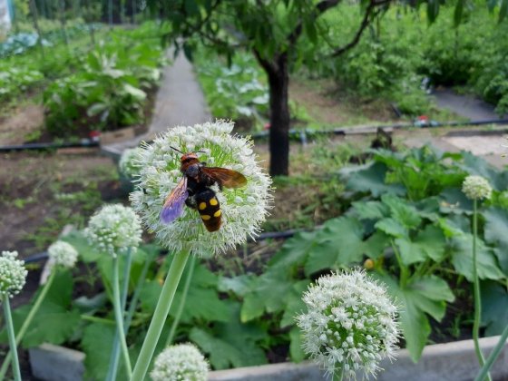Продам дачу 8сот з будинком, приватизоване Кривий Ріг