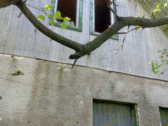 Продам Дачу Кабищани Полтава