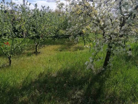 Продам дачу на Долгинцево Кривий Ріг