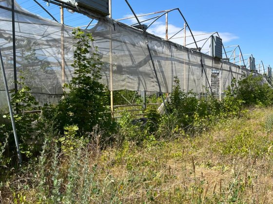 Терміново! Продам ізраїльські теплиці Роксолани в Овідіопольському районі, Одеса Одесса