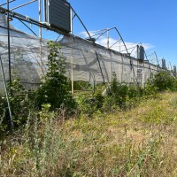 Терміново! Продам ізраїльські теплиці Роксолани в Овідіопольському районі, Одеса Одесса