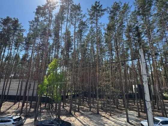 Оренда таунхаусу 120 м² в сосновому лісі, Бортничі Київ