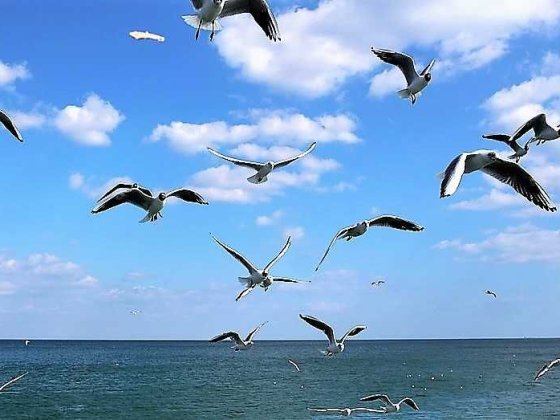 Аренда дома на Львовской. Лето. Длительно. Море в пешей доступности Убежище