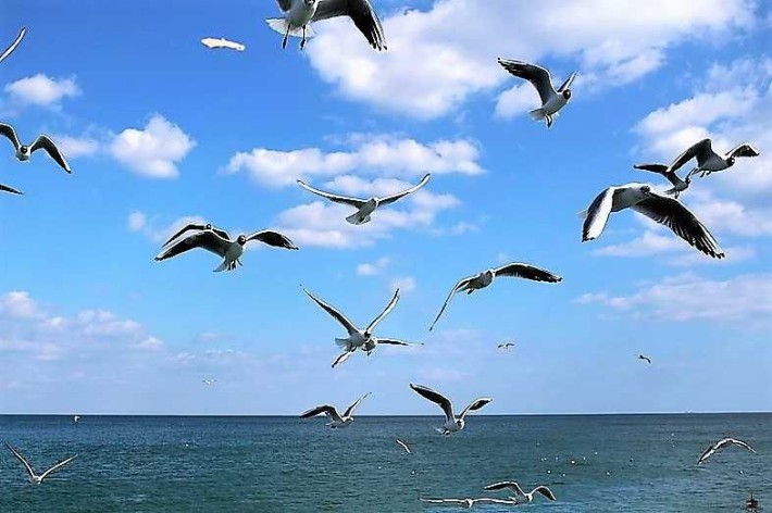 Аренда дома на Львовской. Лето. Длительно. Море в пешей доступности Убежище - фото 1