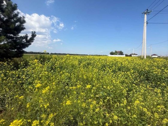 Ділянка під житлову забудову Бориспільський, Мала Олександрівка, 25000 $.. Малая Александровка
