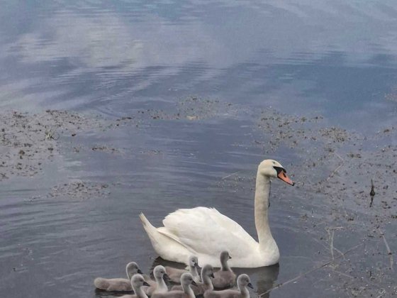 Продам дачу в Подгородном Підгородне