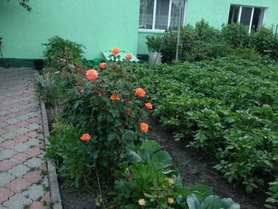 Будинок в затишному місці Звягель