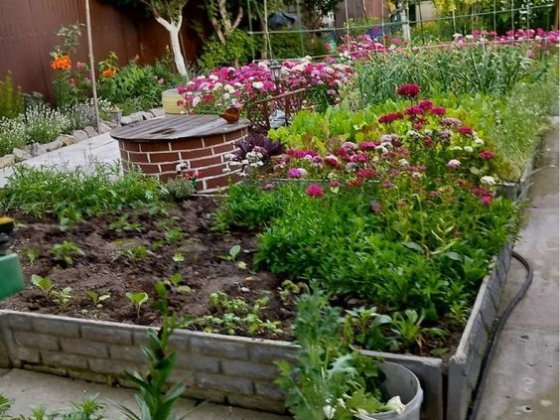Продам участок Нові Петрівці