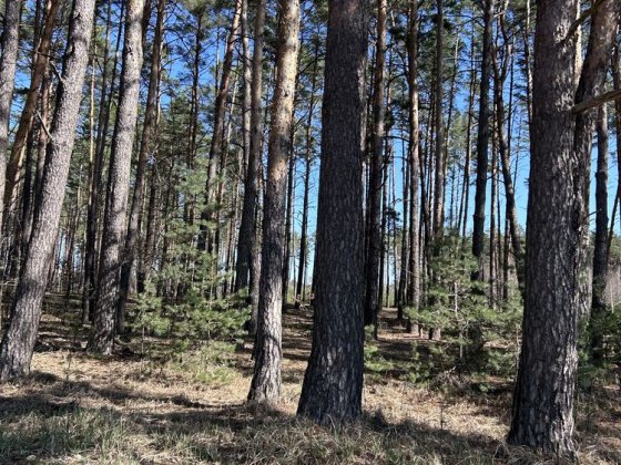 Будинок в лісі близ Київа. Здвижевка